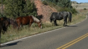 PICTURES/Theodore Roosevelt National Park/t_Horses14.JPG